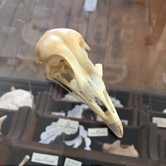 Chicken Skull