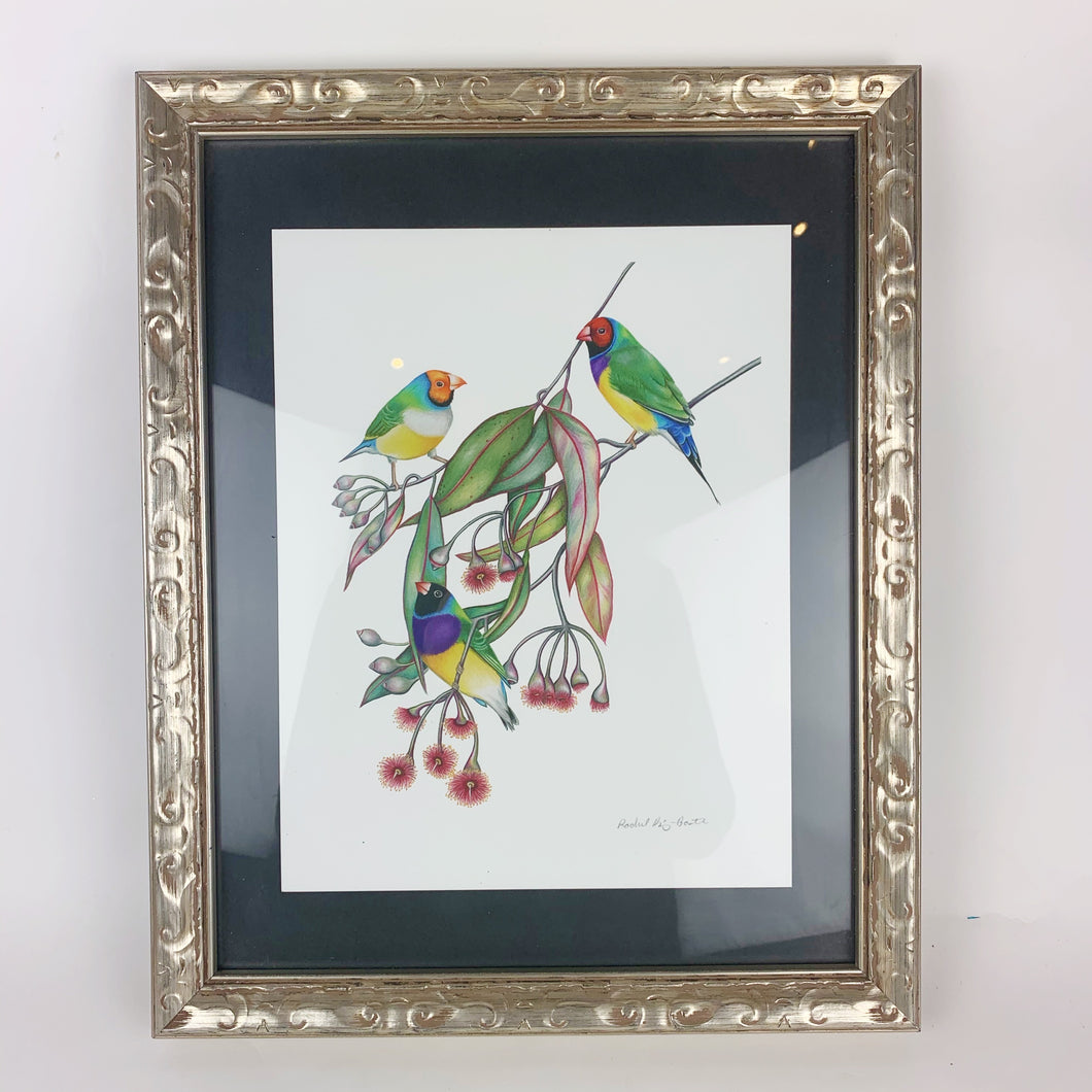 { Ghouldian Finches } Giclee Print By Rachel Diaz-Bastin