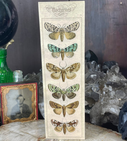 Nocturne Moth Long Matches