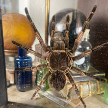 Load image into Gallery viewer, Tarantula Specimen In Double Glass Black Frame
