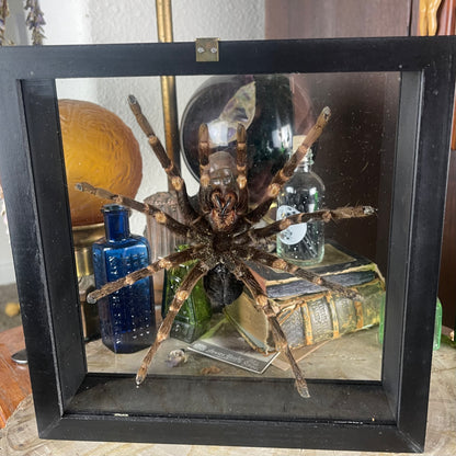Tarantula Specimen In Double Glass Black Frame