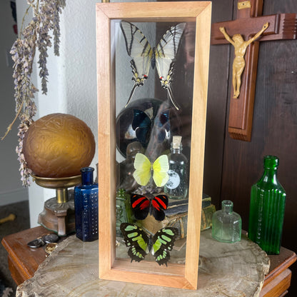 5 Butterfly Specimens Framed in Natural or Black Double Glass Frame