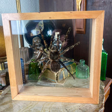 Load image into Gallery viewer, Tarantula Specimen In Double Glass Natural Frame
