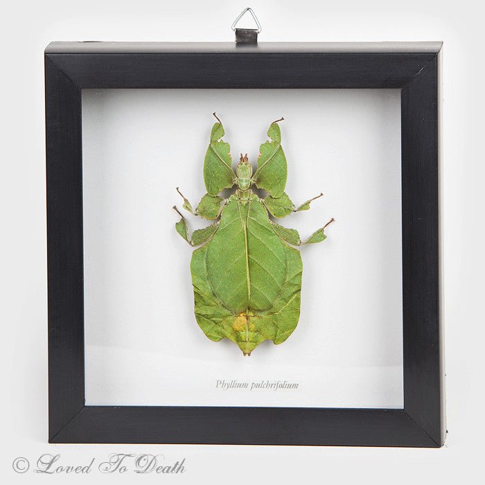 Leaf Bug Framed Specimen - Loved To Death
