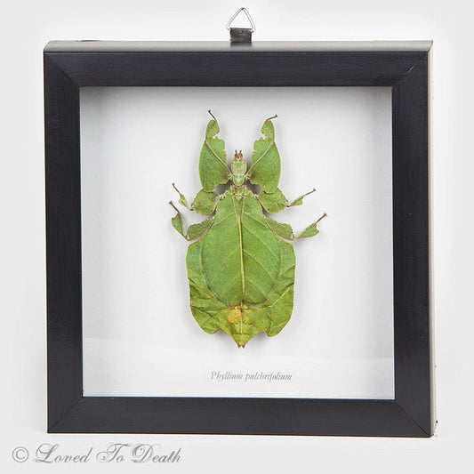 Leaf Bug Framed Specimen - Loved To Death