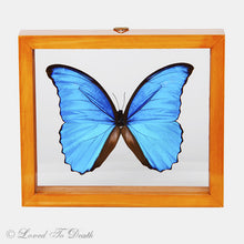 Load image into Gallery viewer, Blue Morpho Framed Natural Wood
