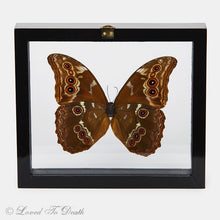 Load image into Gallery viewer, Blue Morpho Butterfly Framed Black
