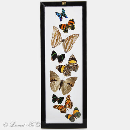 Nine Butterflies Framed in Double Glass Black