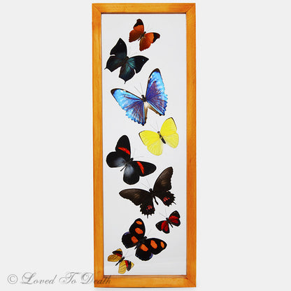 Nine Butterflies Framed In Double Glass Natural Wood Frame