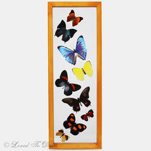 Load image into Gallery viewer, Nine Butterflies Framed In Double Glass Natural Wood Frame
