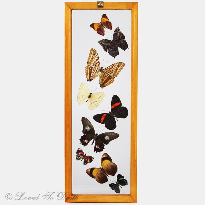 Nine Butterflies Framed In Double Glass Natural Wood Frame