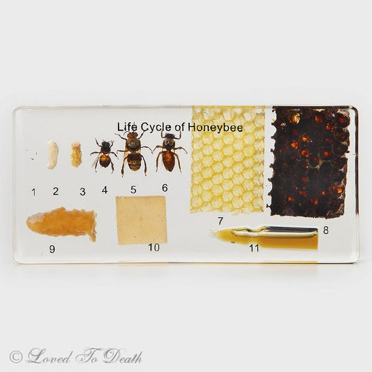 Life Cycle of Honeybee In Lucite Large - Loved To Death