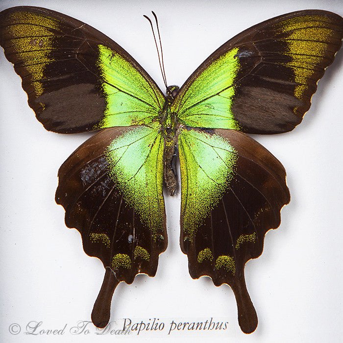 Papilio Peranthus Butterfly Specimen In Black Shadowbox Frame - Loved To Death