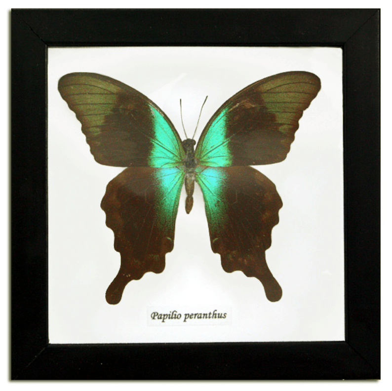 Papilio Peranthus Butterfly Specimen In Black Shadowbox Frame - Loved To Death