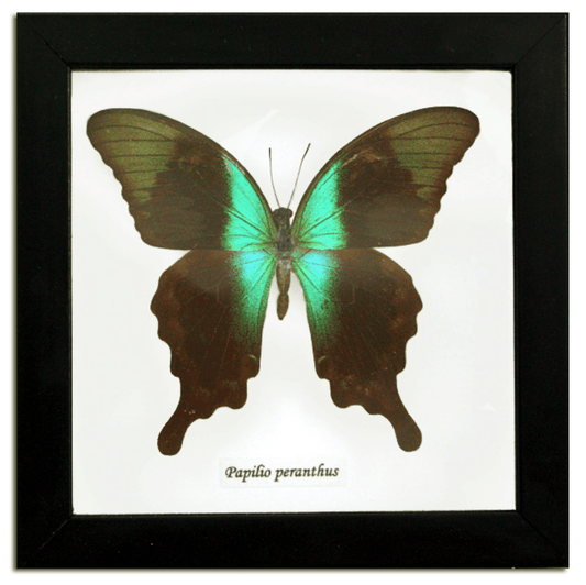 Papilio Peranthus Butterfly Specimen In Black Shadowbox Frame - Loved To Death