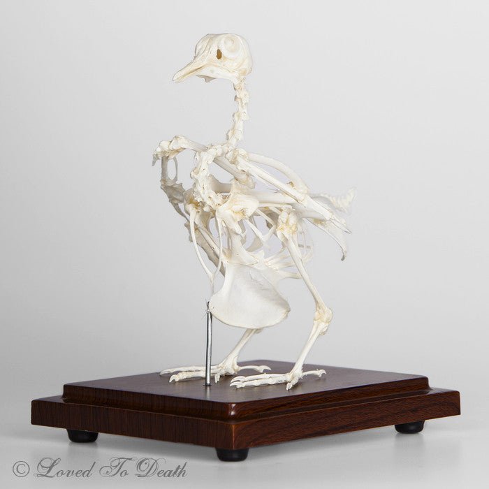 Rock Dove Articulated Skeleton - Loved To Death
