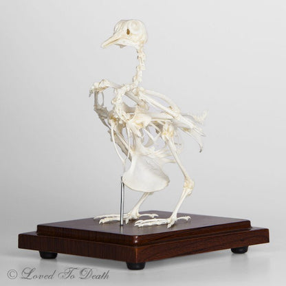 Rock Dove Articulated Skeleton - Loved To Death