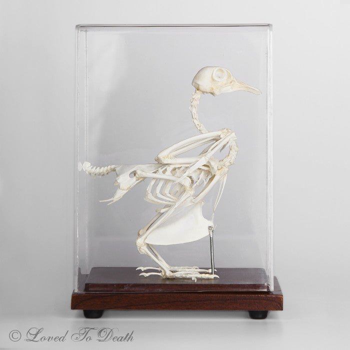 Rock Dove Articulated Skeleton - Loved To Death