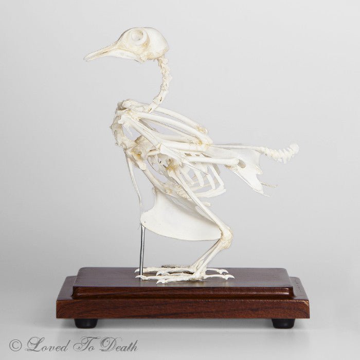 Rock Dove Articulated Skeleton - Loved To Death