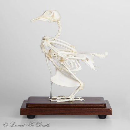 Rock Dove Articulated Skeleton - Loved To Death