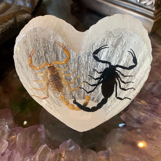 Scorpion Lovers Specimen in Lucite Heart - Loved To Death